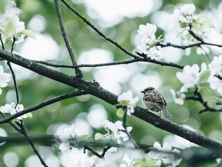 吉利汽车远景（吉利汽车远景s1）